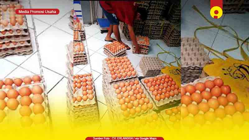 Toko Supplier Agen Telur Ayam di Pekalongan Murah